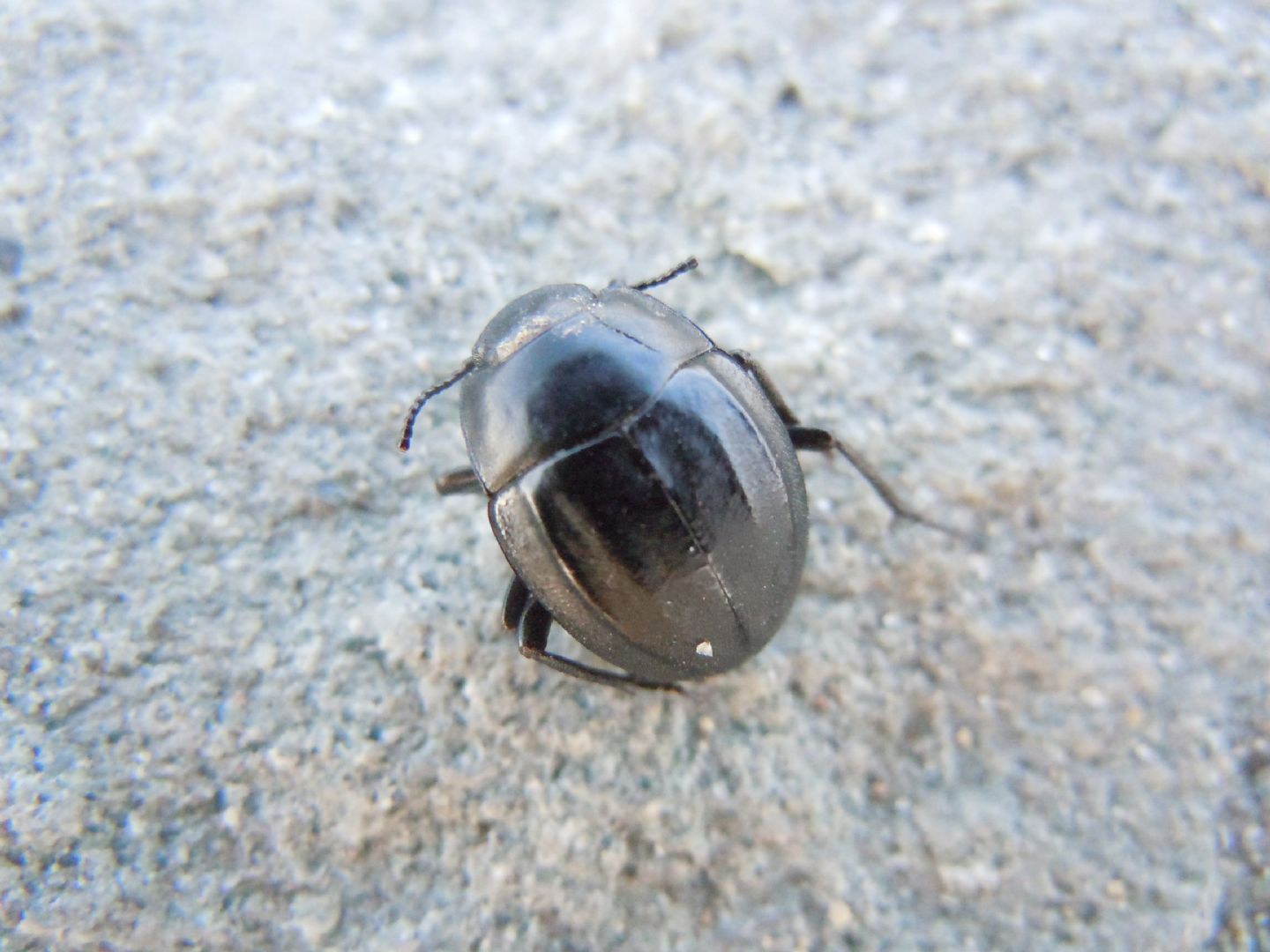 Erodius siculus neapolitanus? S (Tenebrionidae)